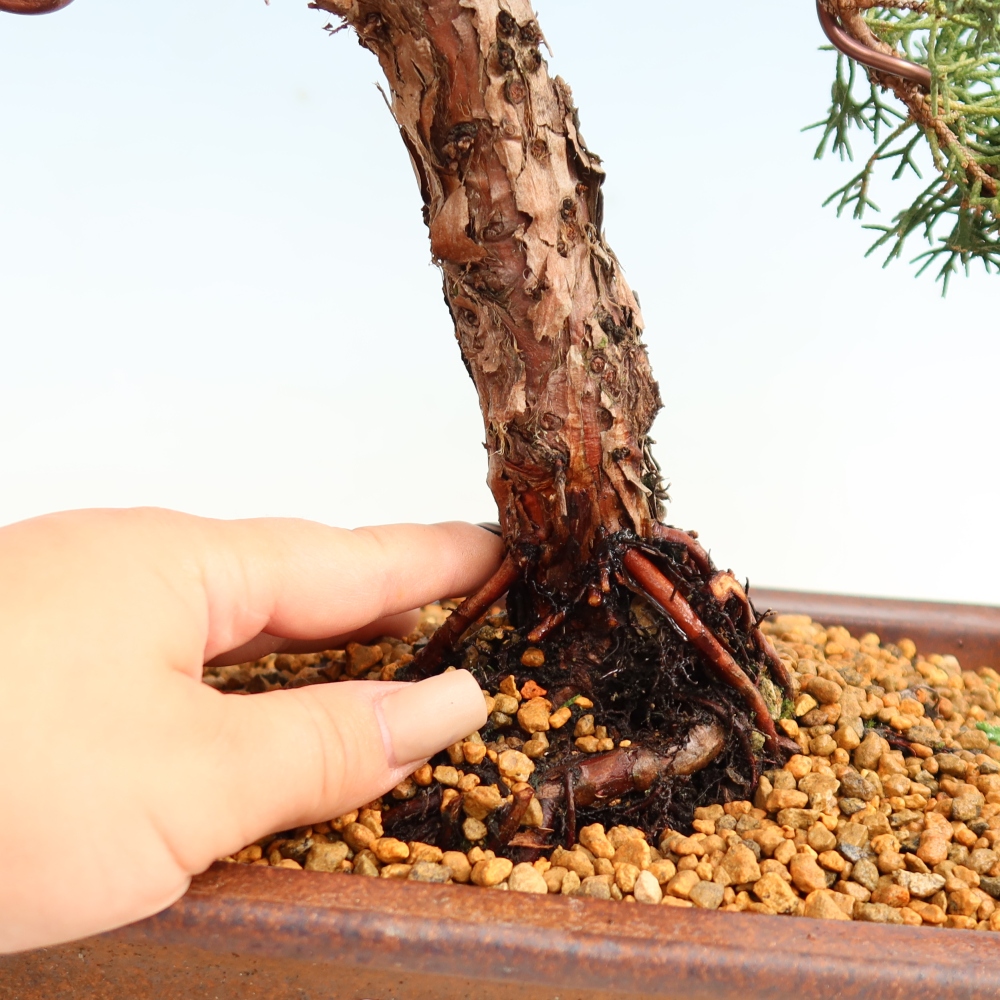 Bonsai da esterno - Juniperus chinensis Kishu