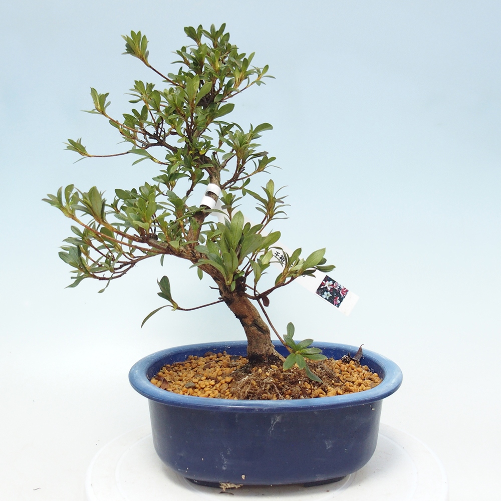 Bonsai da esterno - Azalea giapponese - Azalea CHIHIRO