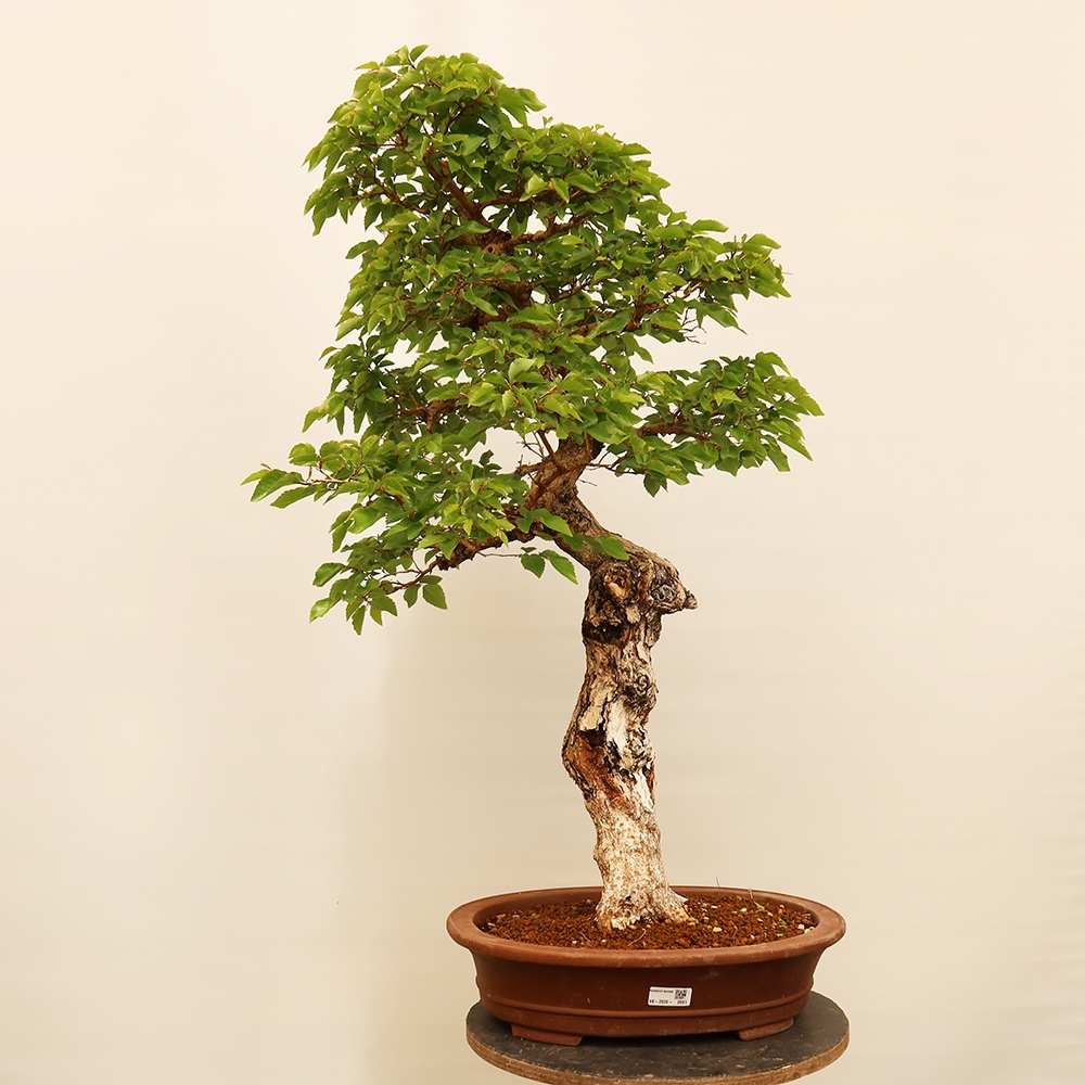 Bonsai da esterno -Carpinus Coreana - Carpino coreano