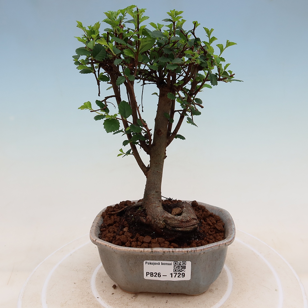 Camera bonsai - Ulmus parvifolia - Olmo a foglie piccole