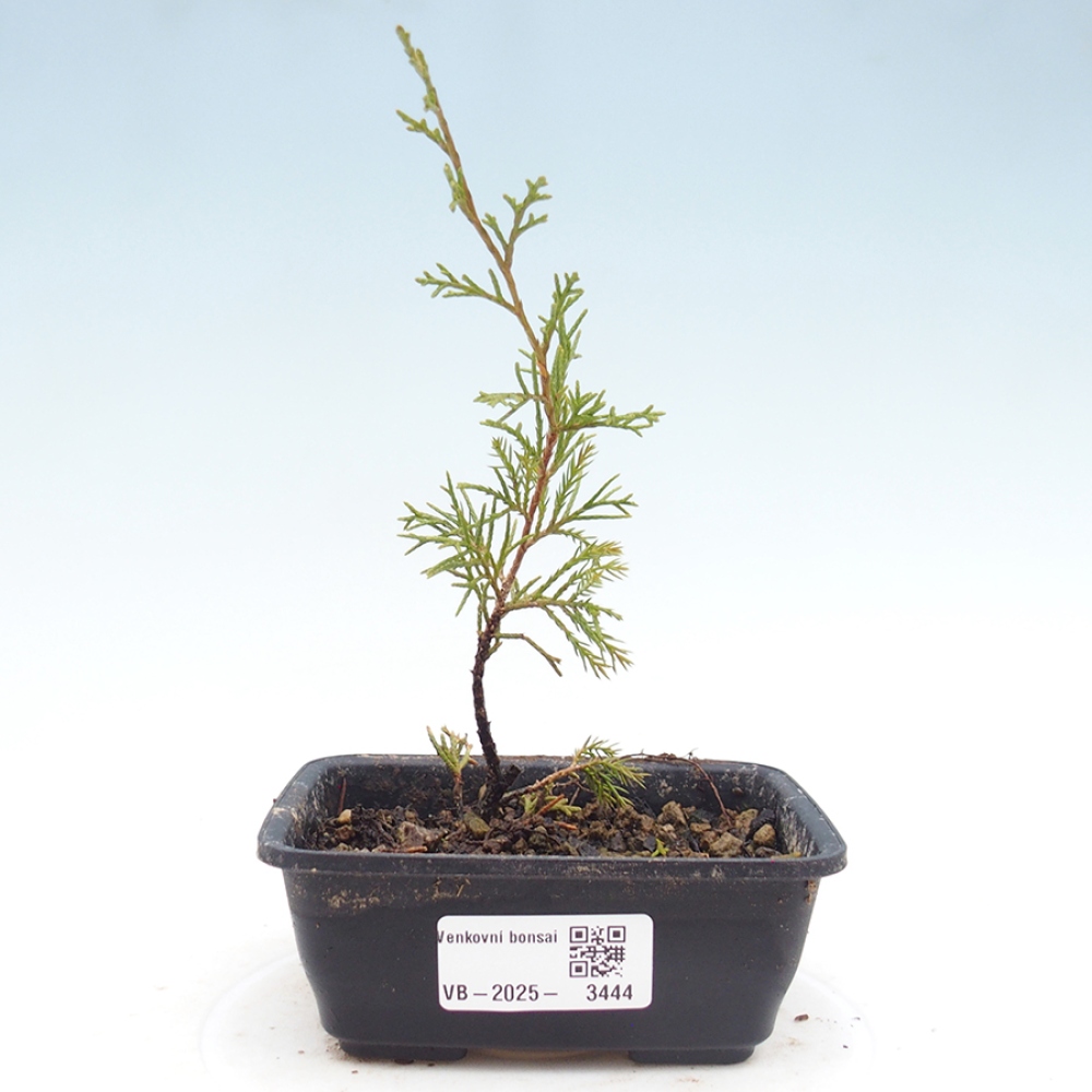 Bonsai da esterno - Juniperus chinensis Itoigawa