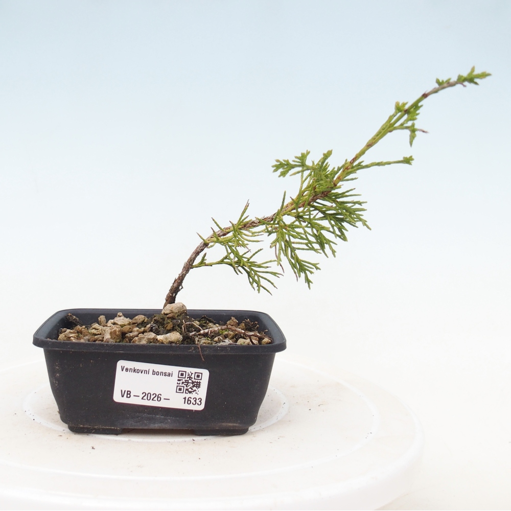 Bonsai da esterno - Juniperus chinensis Itoigawa