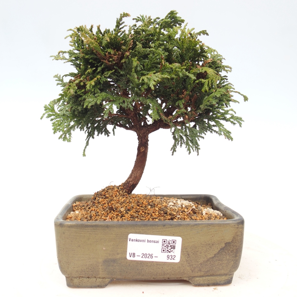 Bonsai da esterno - Cham.pis Parslori - Cipresso