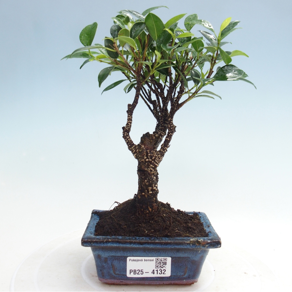 Camera bonsai Ficus retusa kimmen
