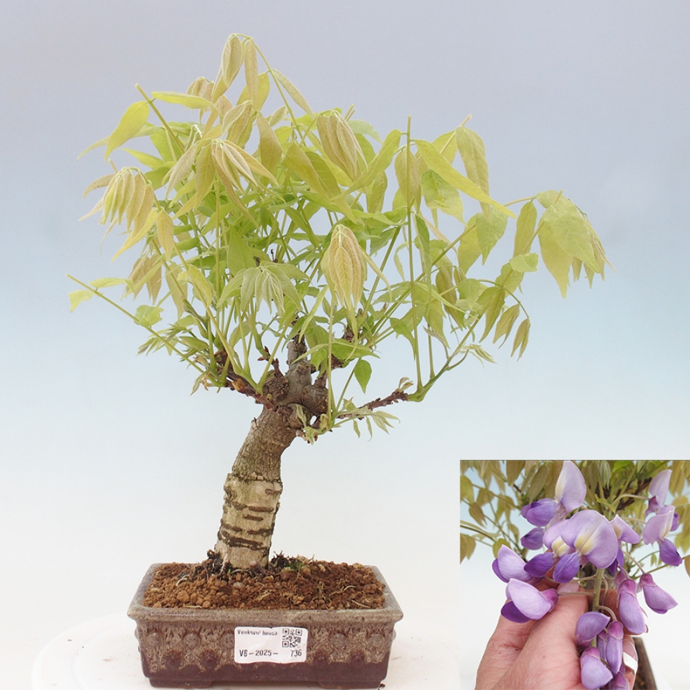 Bonsai da esterno - Glicine floribunda