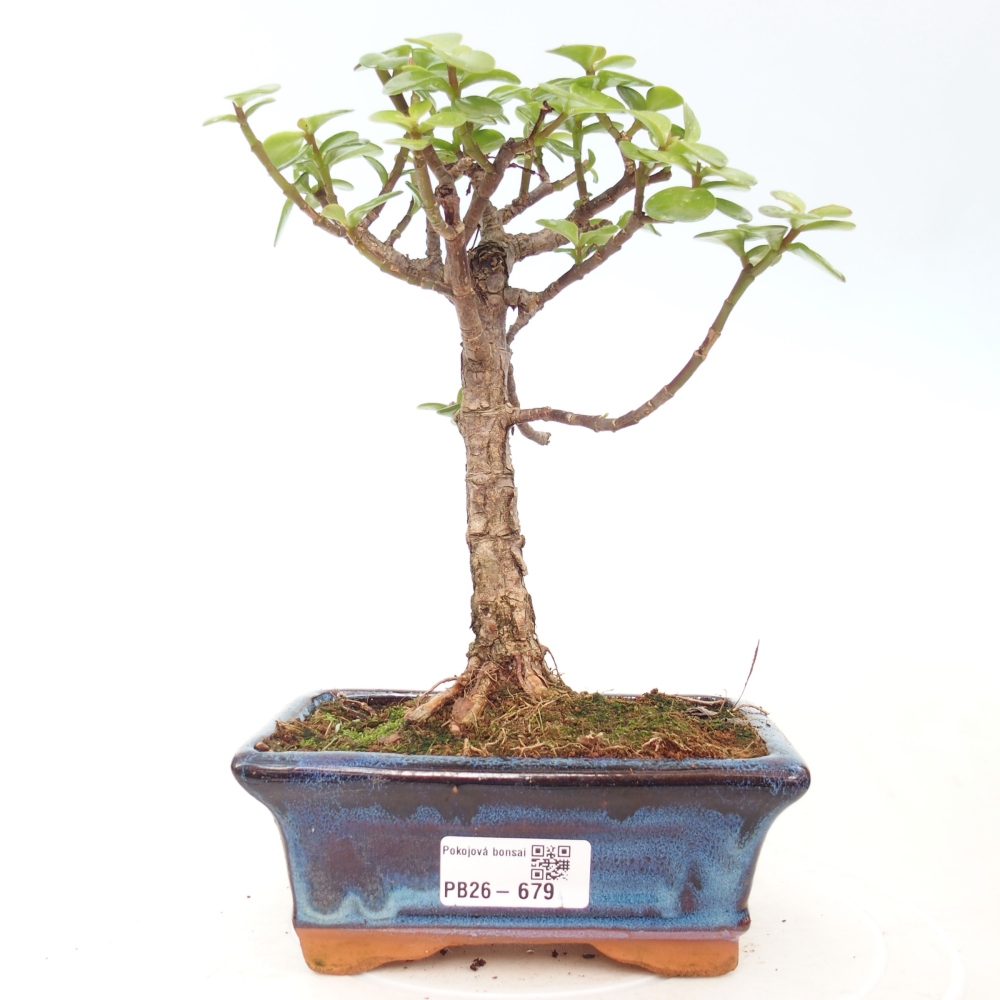 Camera bonsai - Portulakaria Afra - Tlustice