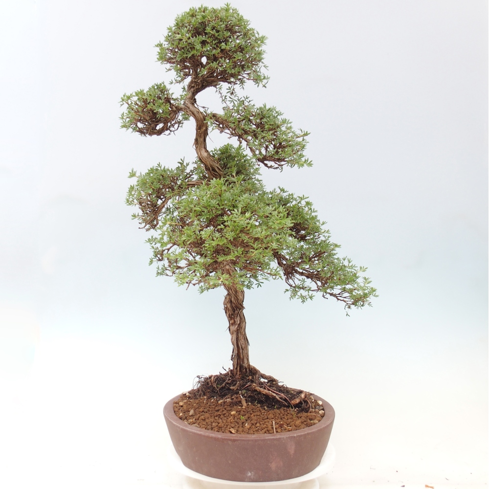 Bonsai da esterno - Potentila fruticosa