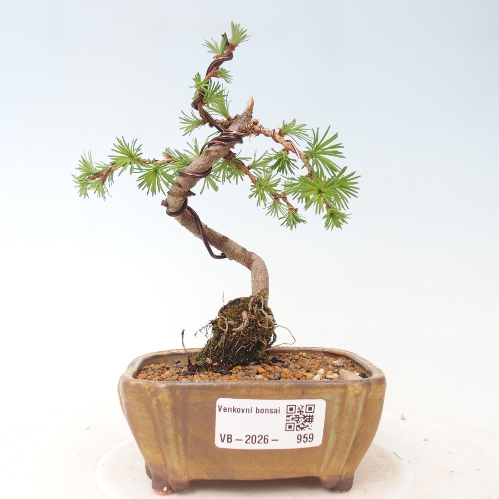 Bonsai da esterno - Larix Kaempferi - Larice giapponese