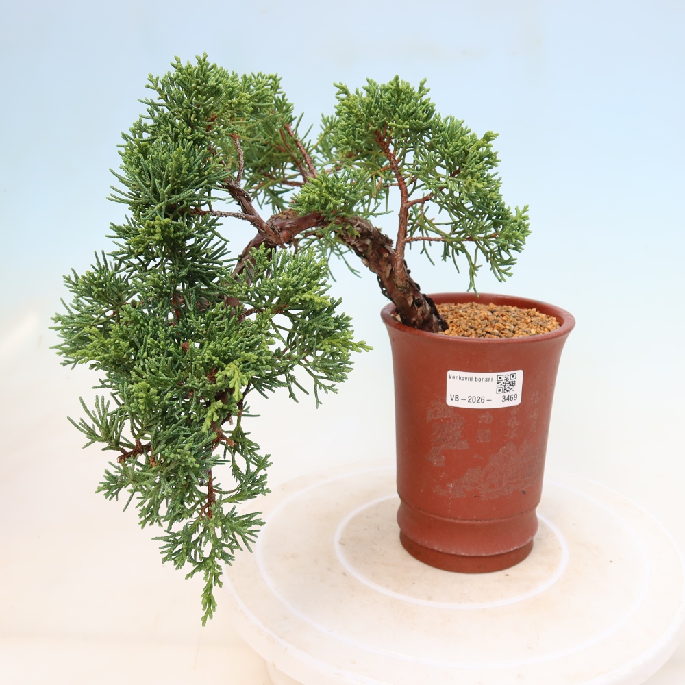 Bonsai da esterno - Juniperus chinensis Kishu