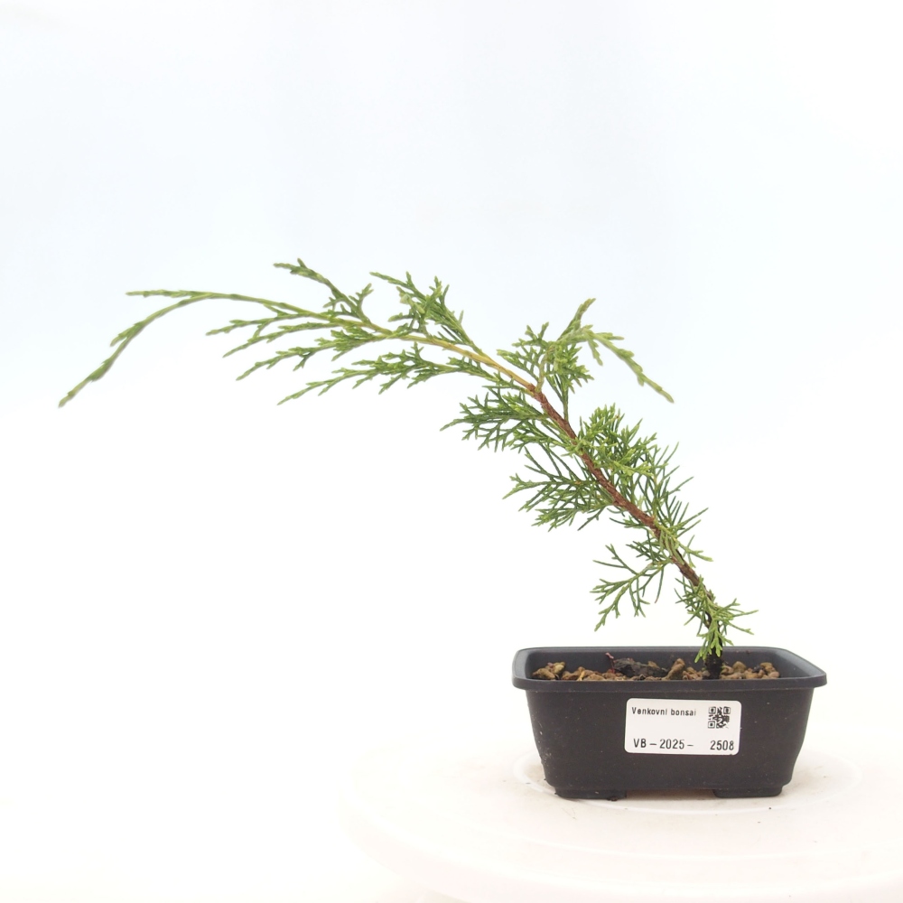 Bonsai da esterno - Juniperus chinensis Itoigawa