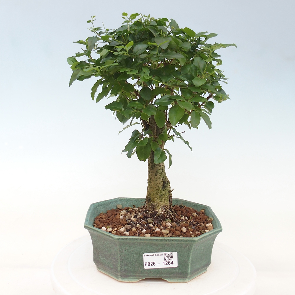 Camera bonsai -Ligustrum chinensis - Becco d'uccello