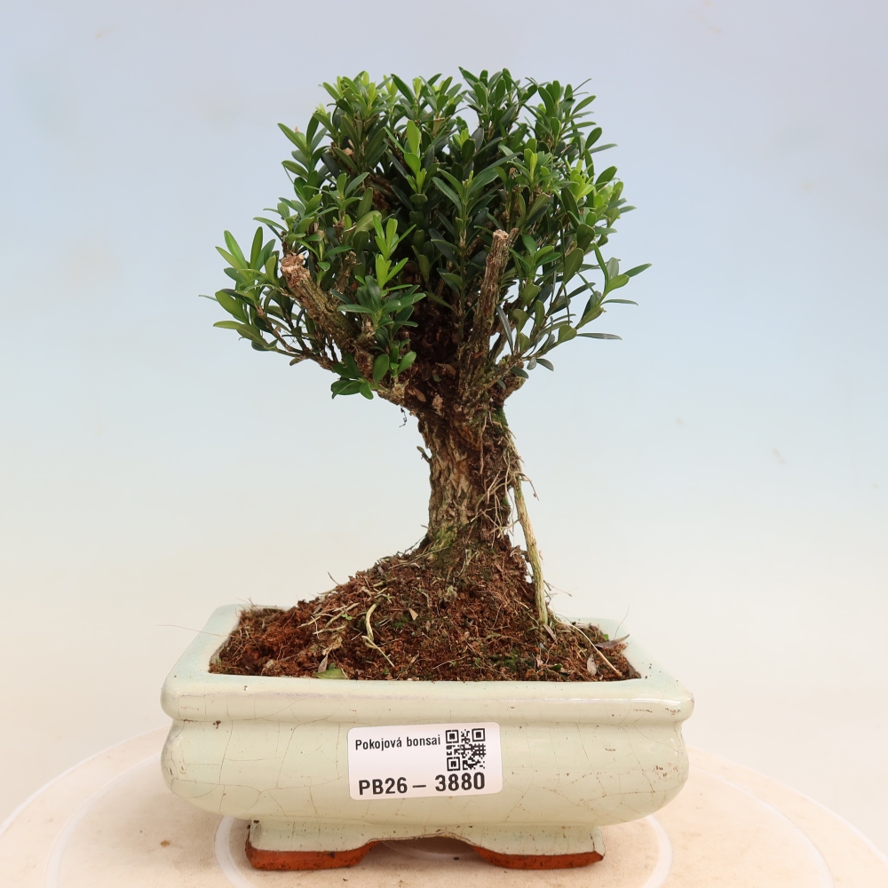 Camera bonsai - Buxus harlandii - buxus da sughero