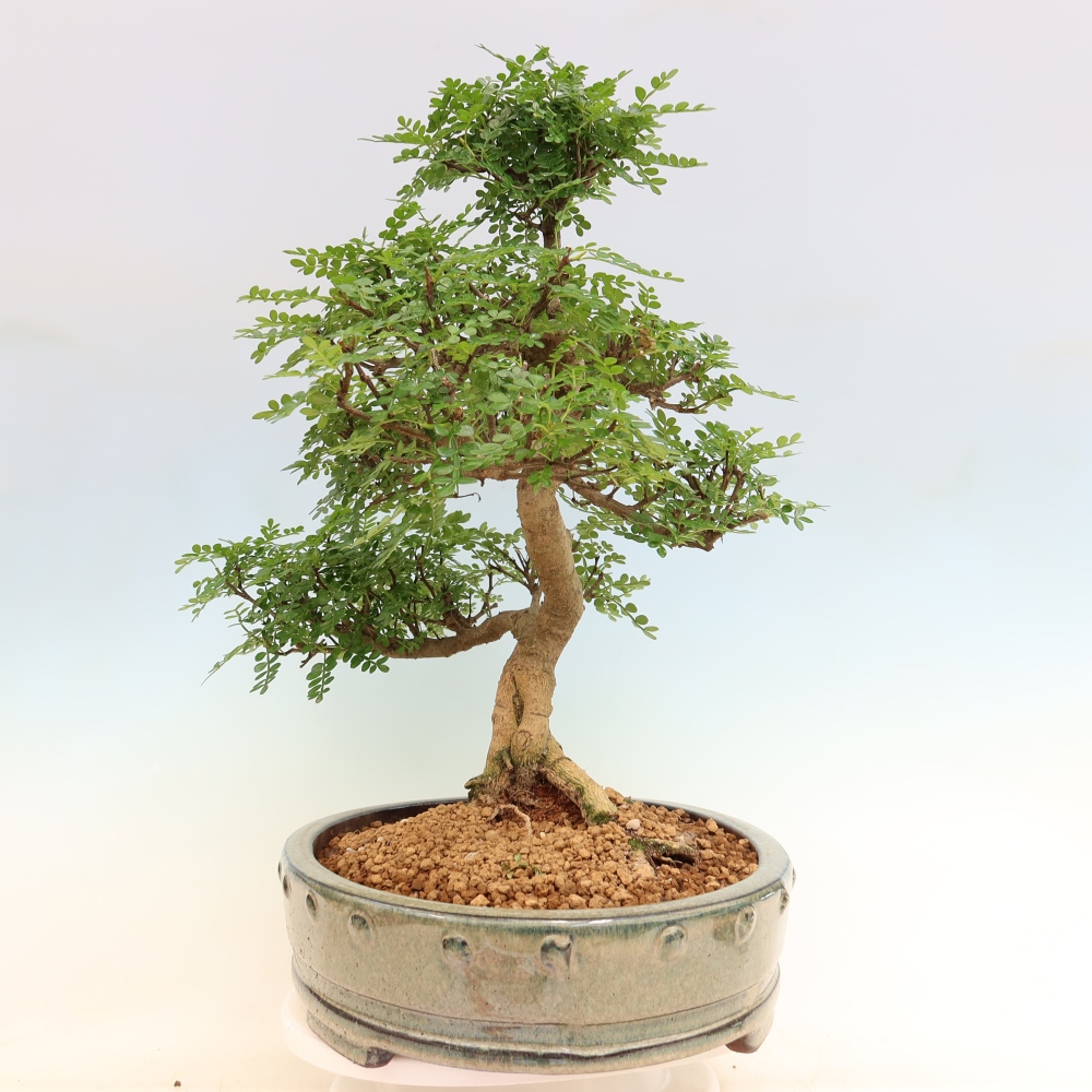 Camera bonsai - Zantoxylum piperitum - albero del pepe