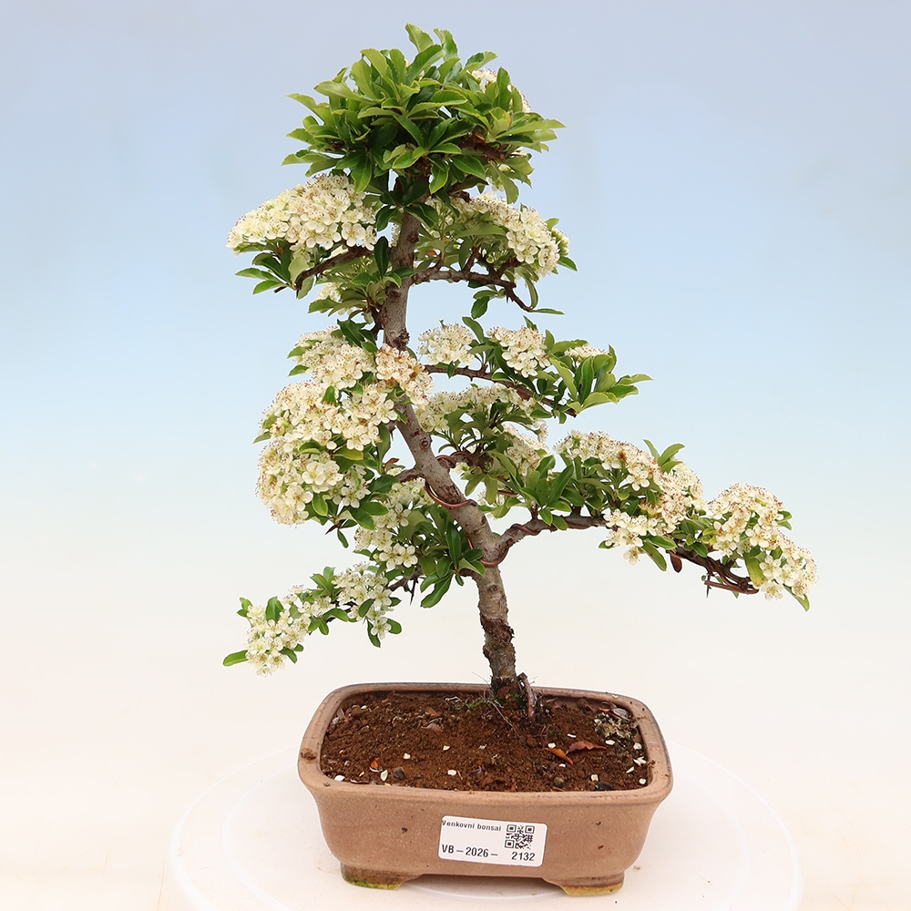 Bonsai da esterno - Pyracantha teton - Pyracantha scarlatta