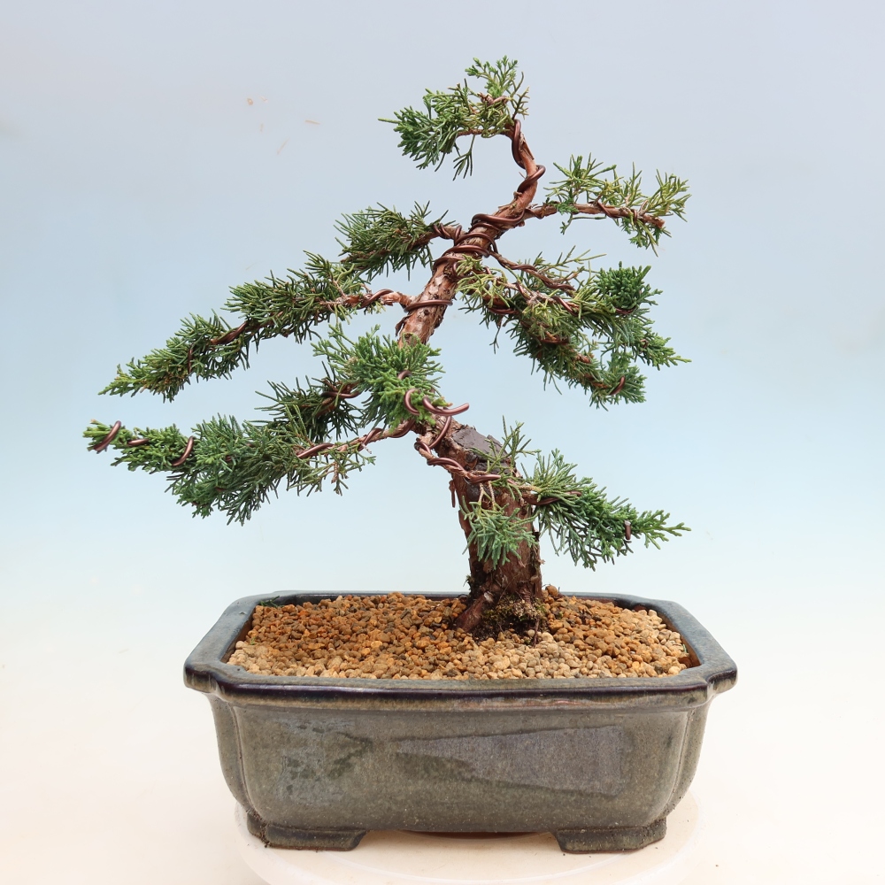 Bonsai da esterno - Juniperus chinensis Kishu