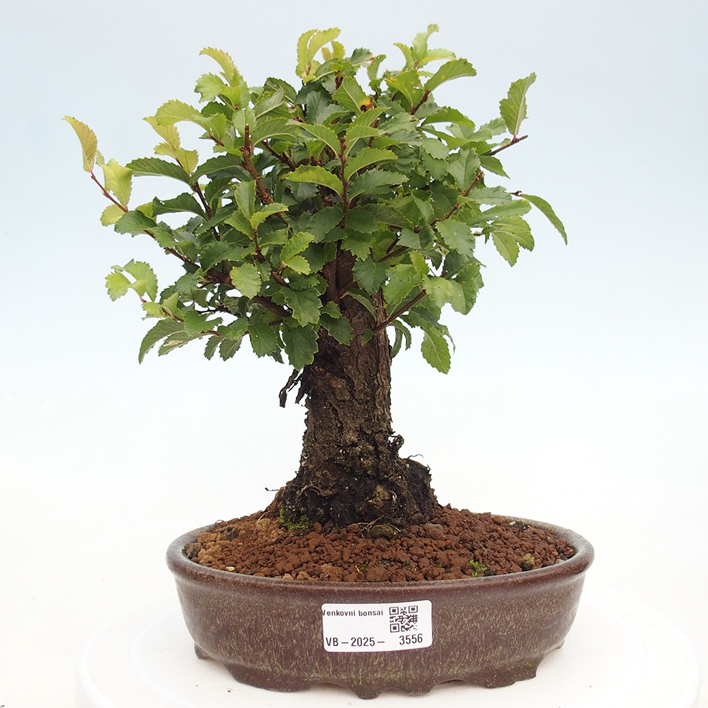 Bonsai da esterno - Zelkova - Zelkova NIRE