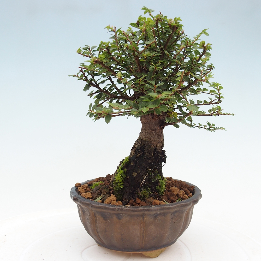 Bonsai da esterno - Ulmus parvifolia Hokkaido - Olmo cinese