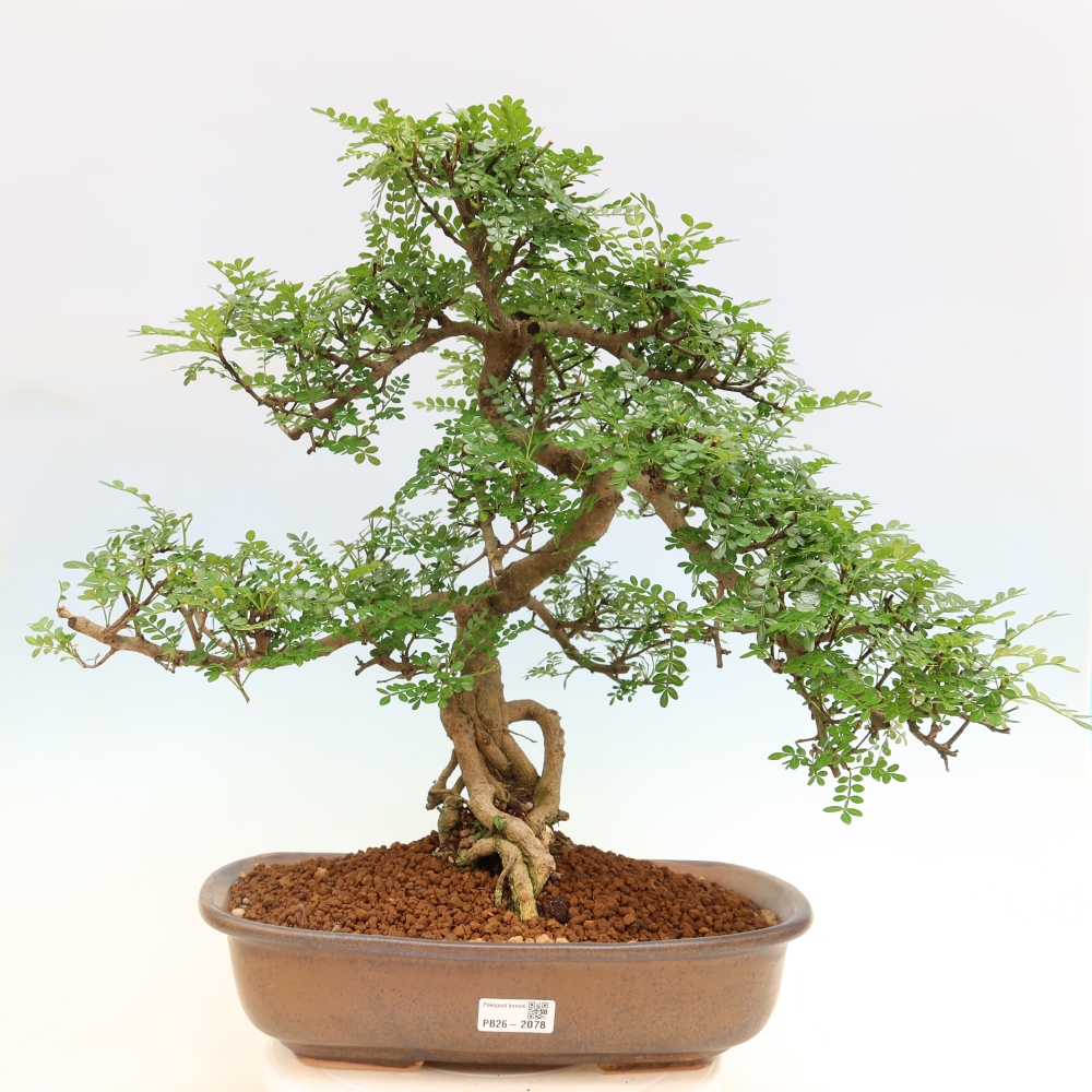 Camera bonsai - Zantoxylum piperitum - albero del pepe