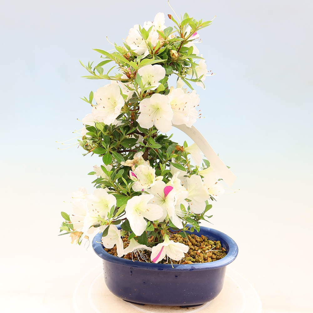 Bonsai da esterno - Azalea giapponese - Azalea Yukigesho
