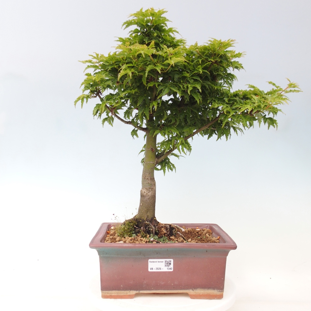 Bonsai da esterno -Palma di Giava Acer palmatum Shishigashira