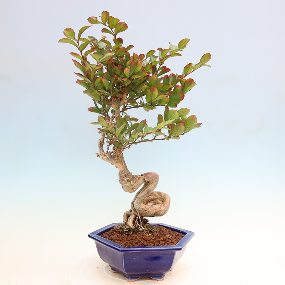 Bonsai da interno - Lagerstroemia indica - lillà indiano