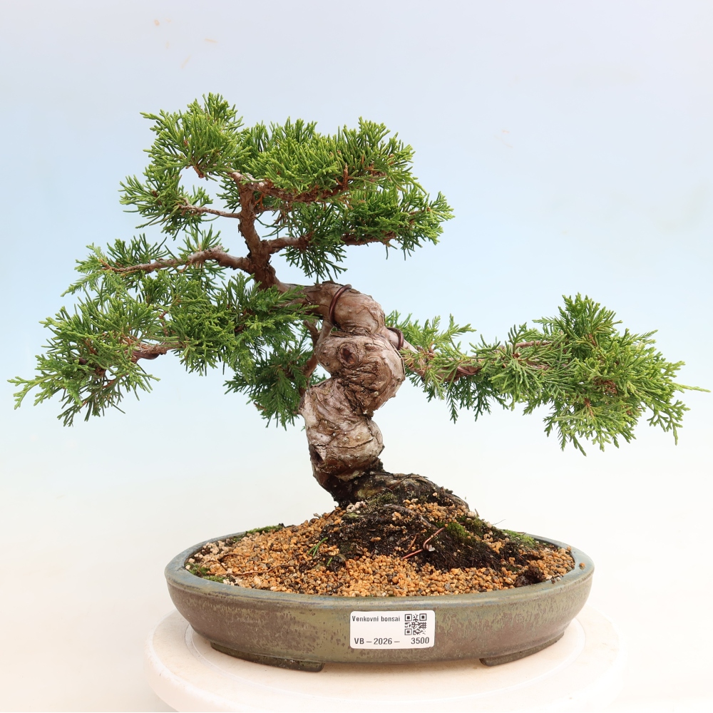 Bonsai da esterno - Juniperus chinensis Itoigawa-Juniperus chinensis