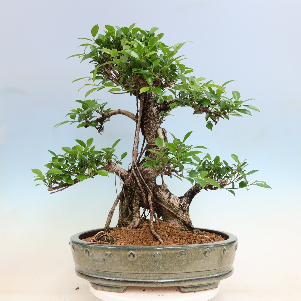 Camera bonsai - Ficus kimmen - ficus a foglie piccole