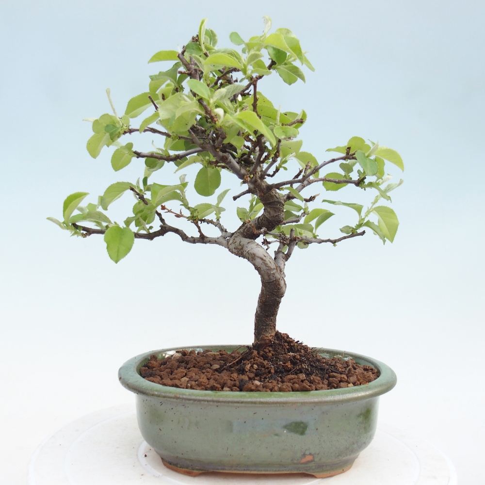 Bonsai da esterno - Chaneomeles chinensis