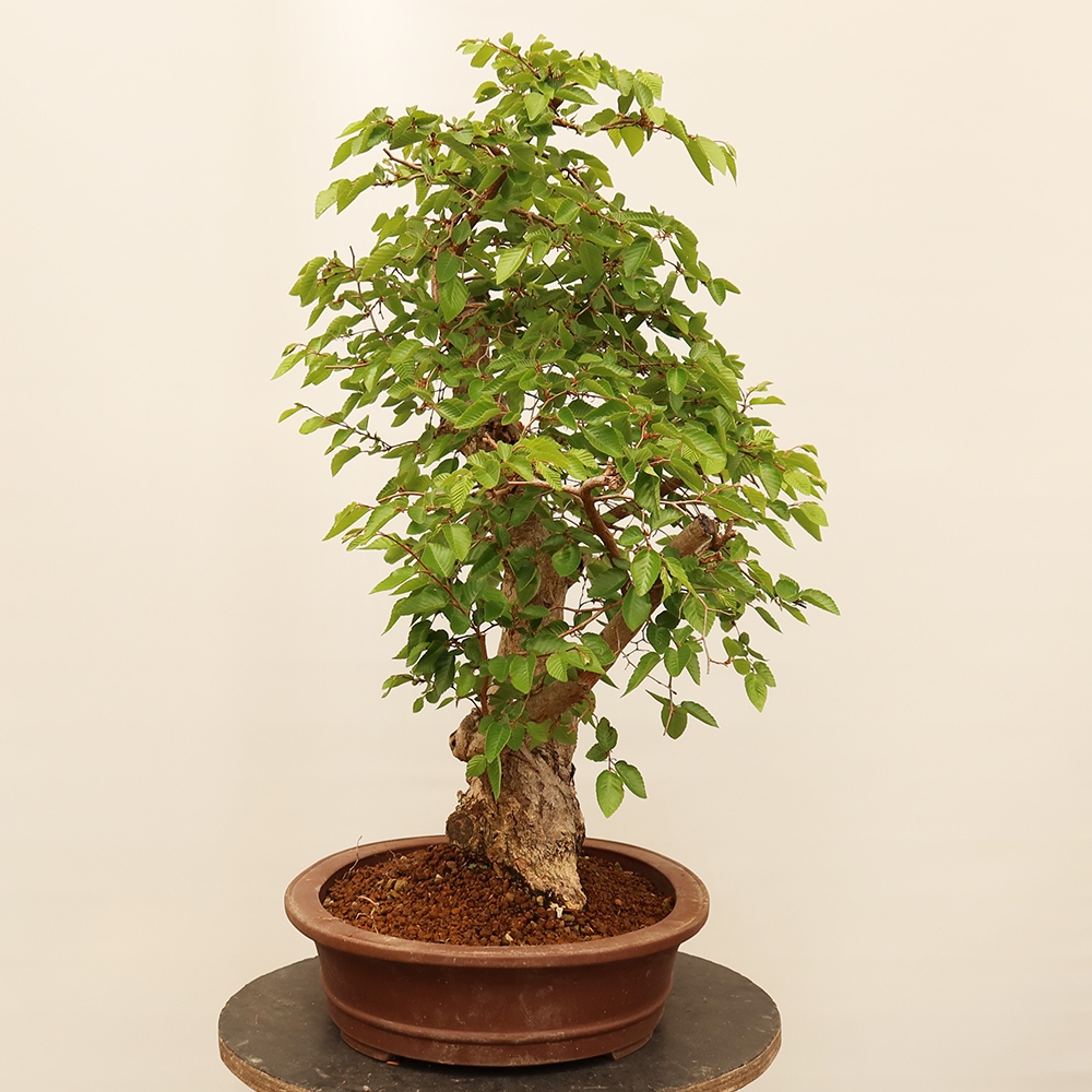 Bonsai da esterno -Carpinus Coreana - Carpino coreano