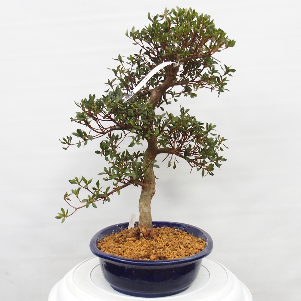 Bonsai da esterno - Azalea giapponese - Azalea CHIHIRO