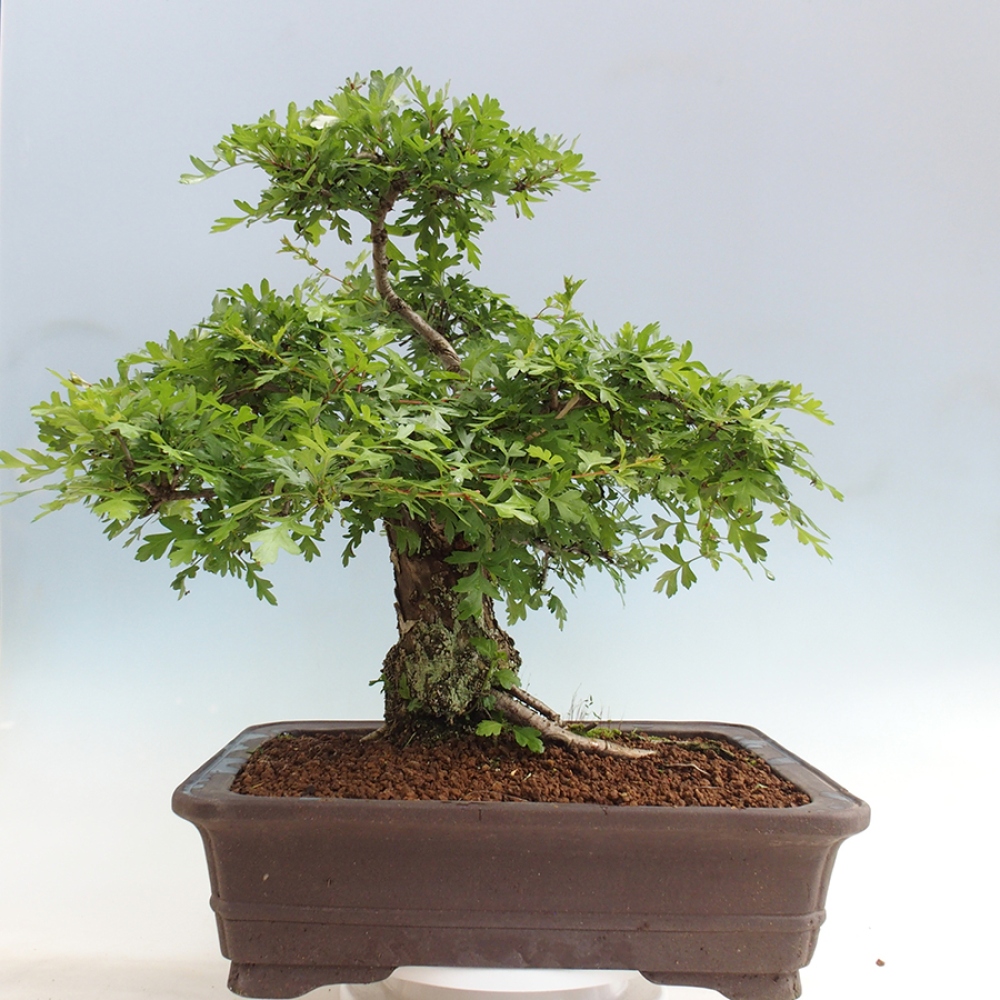Bonsai da esterno - Biancospino - Crataegus monogyna