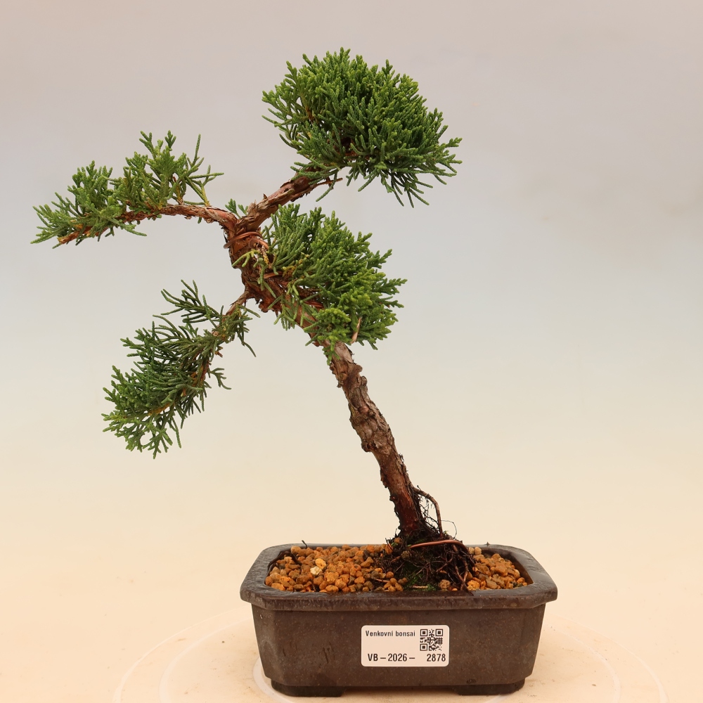 Bonsai da esterno - Juniperus chinensis Kishu