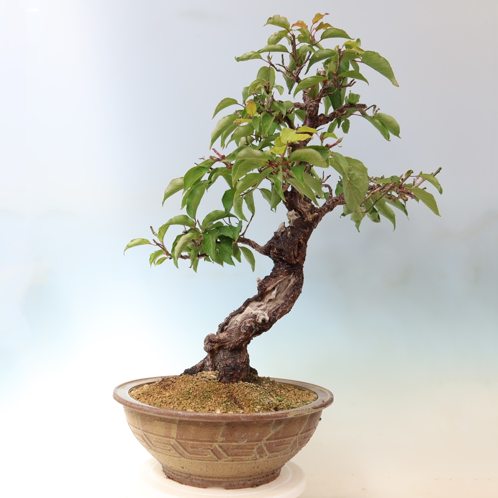 Bonsai da esterno - Albicocco giapponese - Prunus Mume