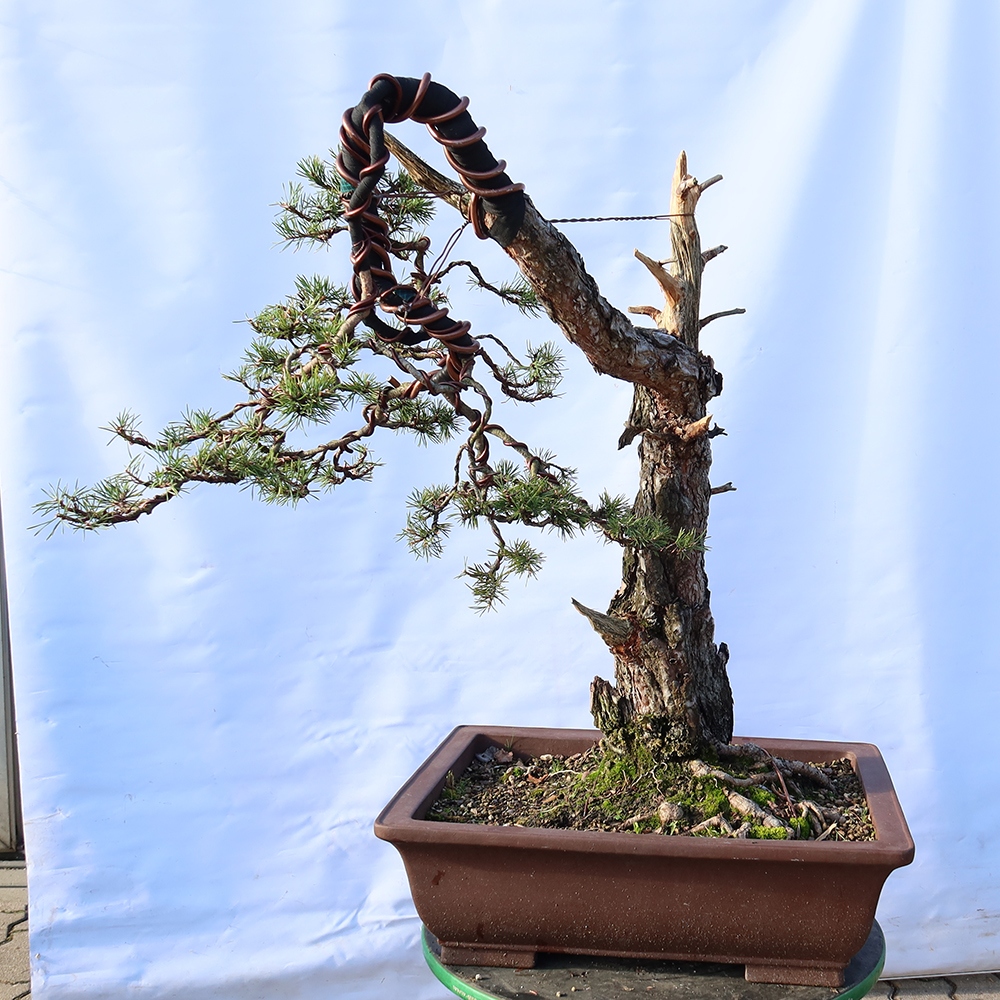 Pinus sylvestris Spagna - pino silvestre