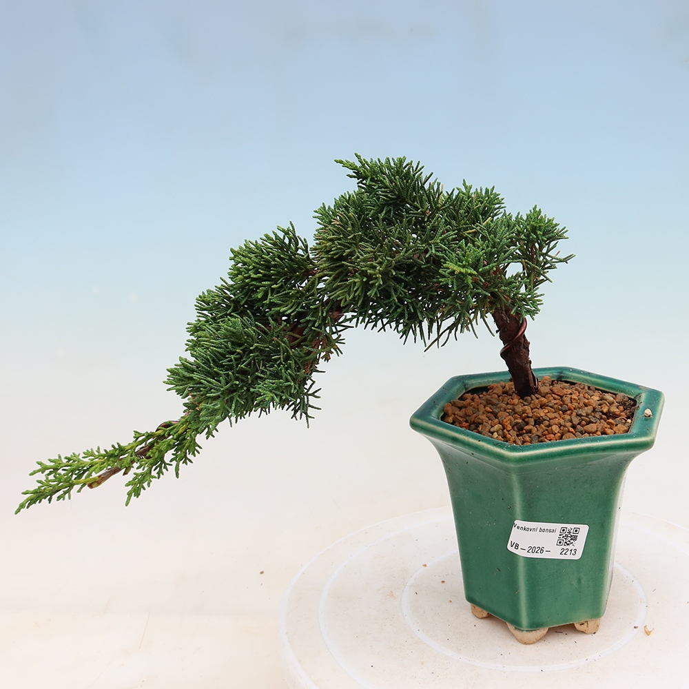 Bonsai da esterno - Juniperus chinensis Kishu