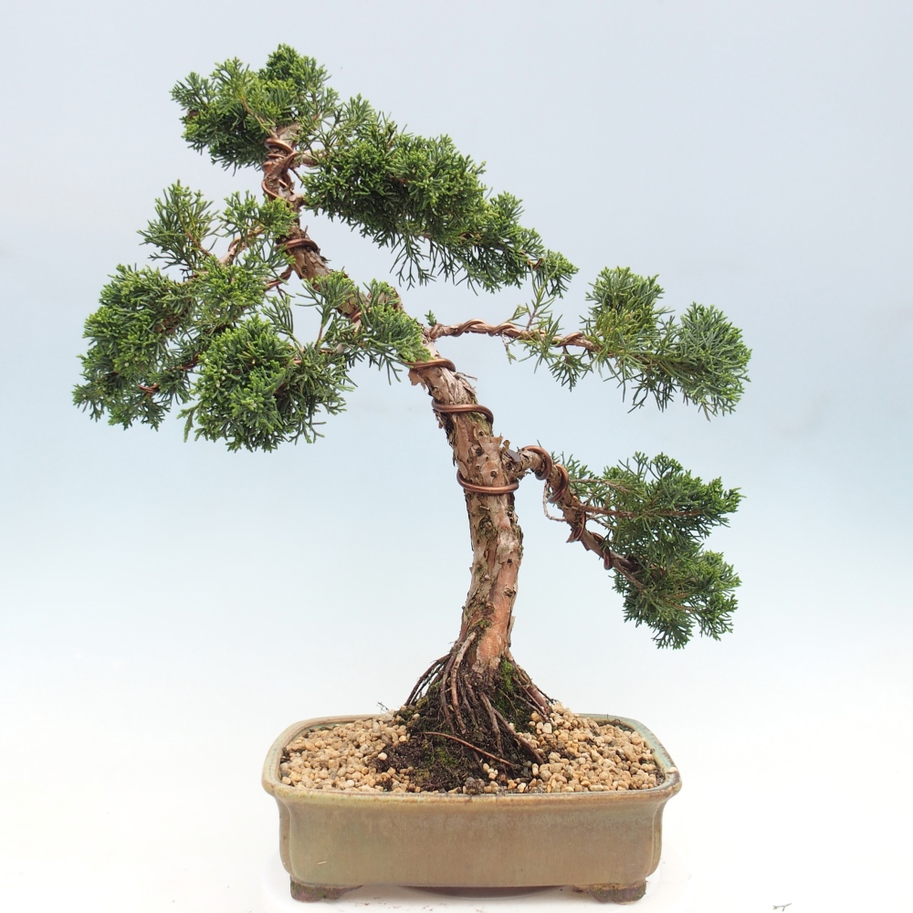 Bonsai da esterno - Juniperus chinensis Kishu
