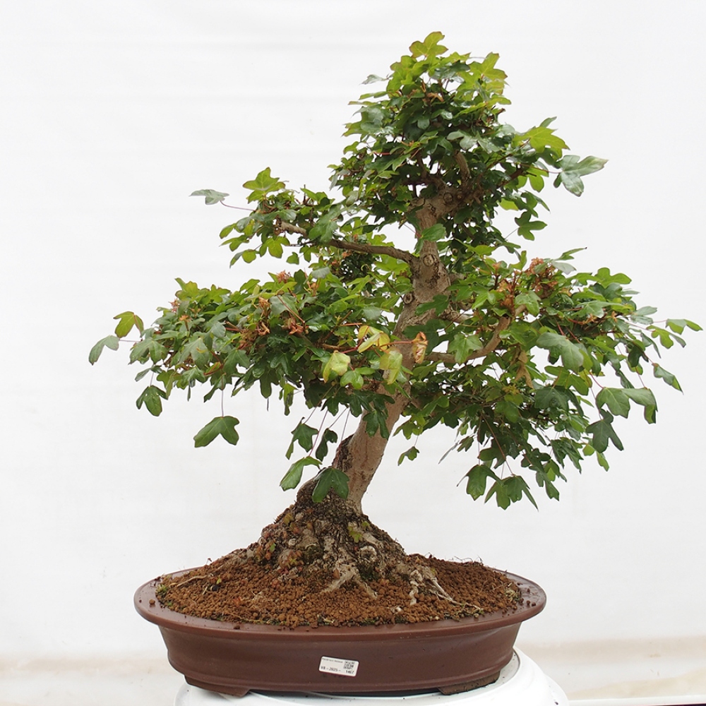 Bonsai da esterno - Acero francese - Acer Nonspessulanum