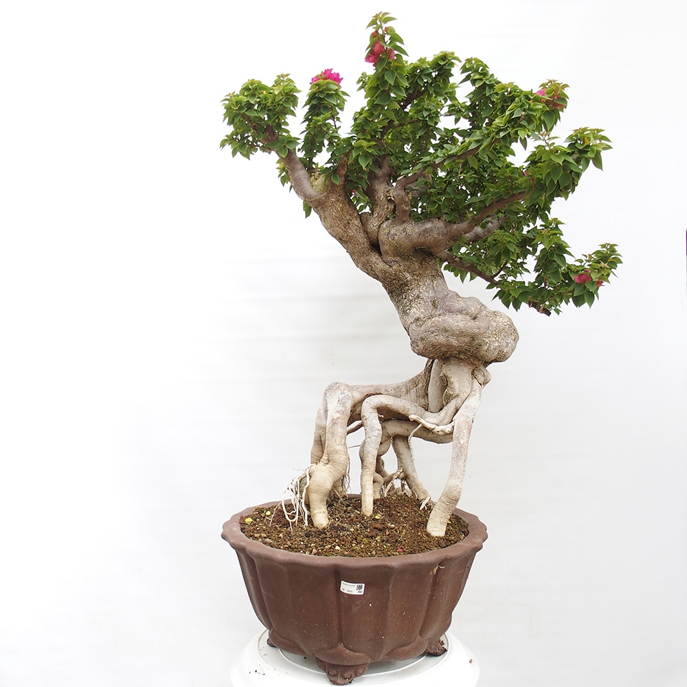 Camera bonsai - Bouganwilea