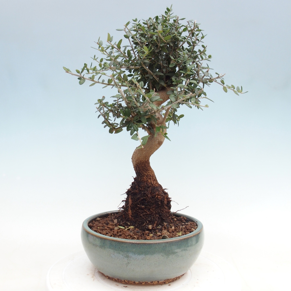 Bonsai da interno - Olea europaea sylvestris