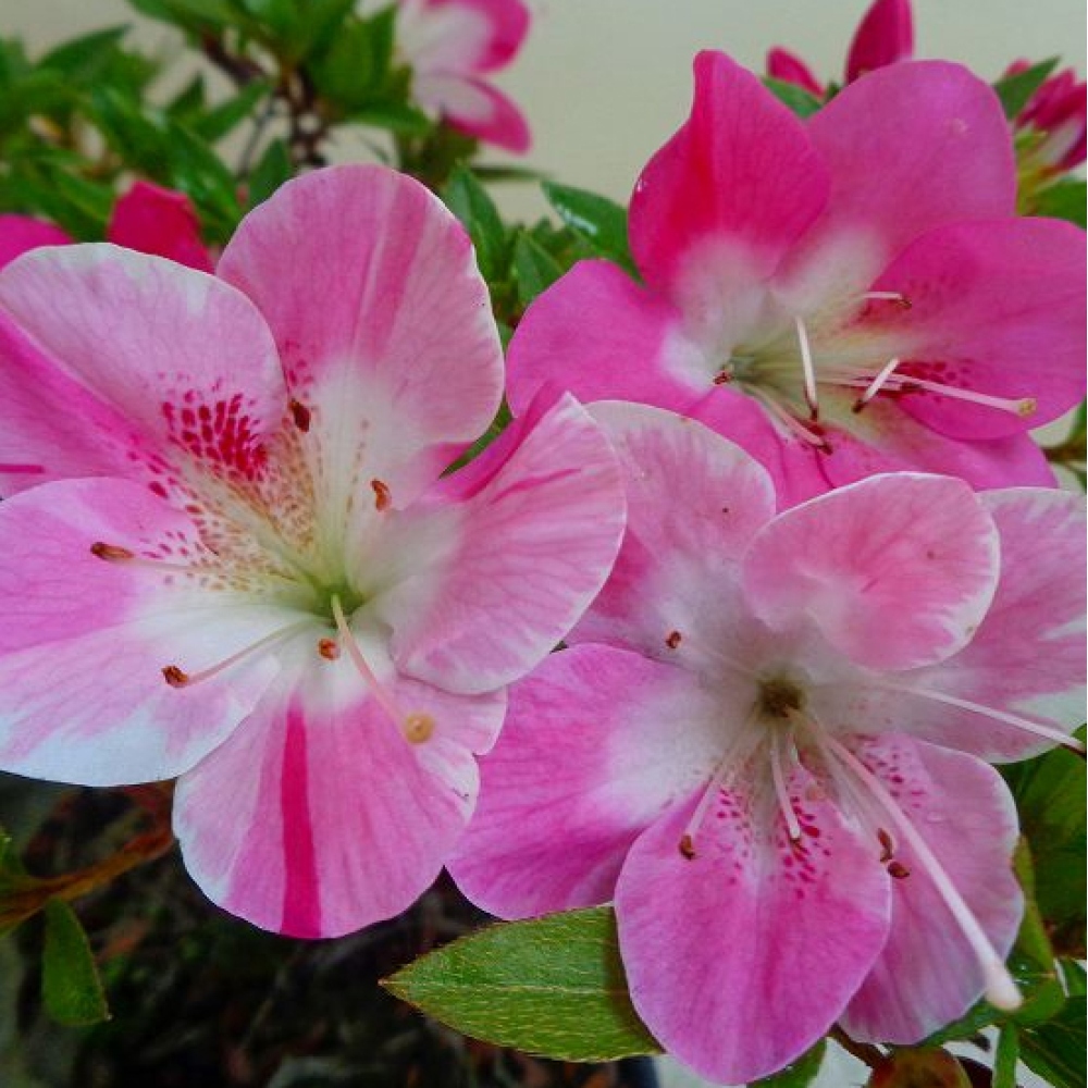 Bonsai da esterno - Azalea giapponese - Azalea Reiko