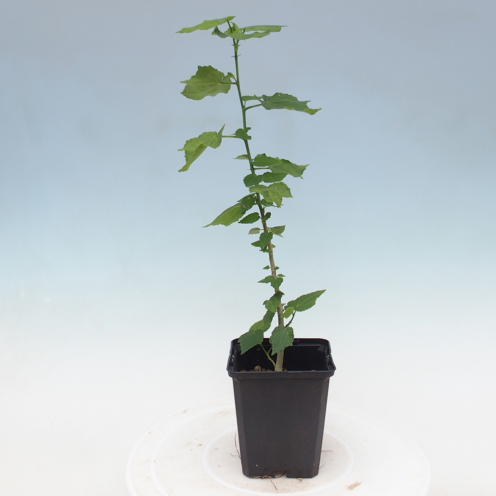 Bonsai da interno - Malvaviscus arboreus