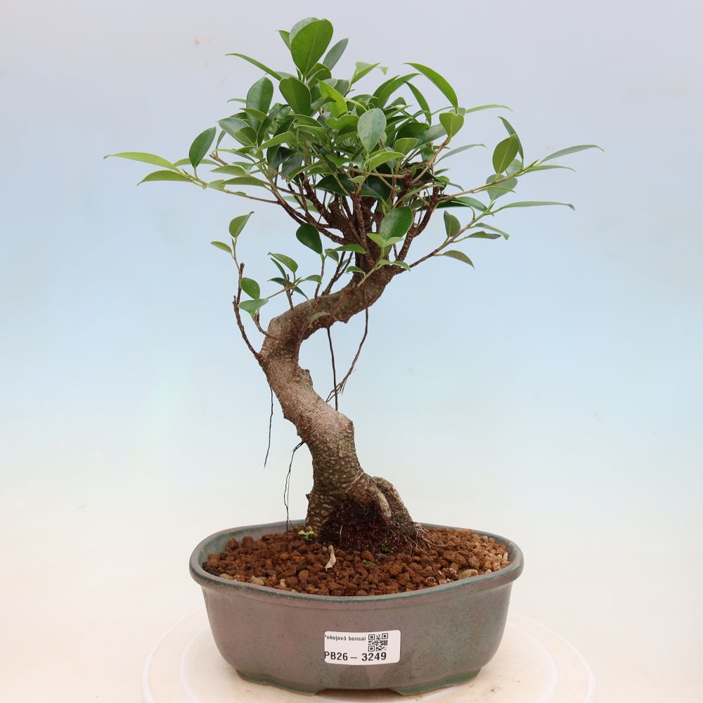 Camera bonsai - Ficus kimmen - ficus a foglie piccole