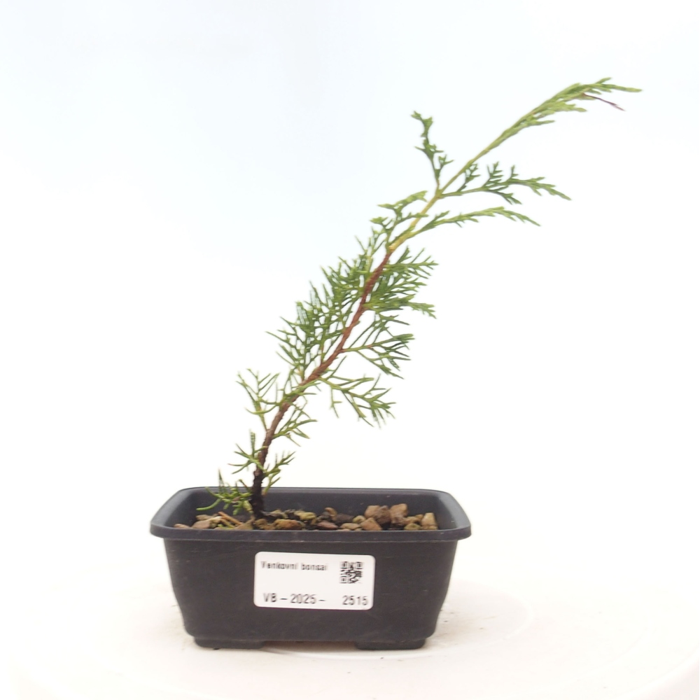 Bonsai da esterno - Juniperus chinensis Itoigawa