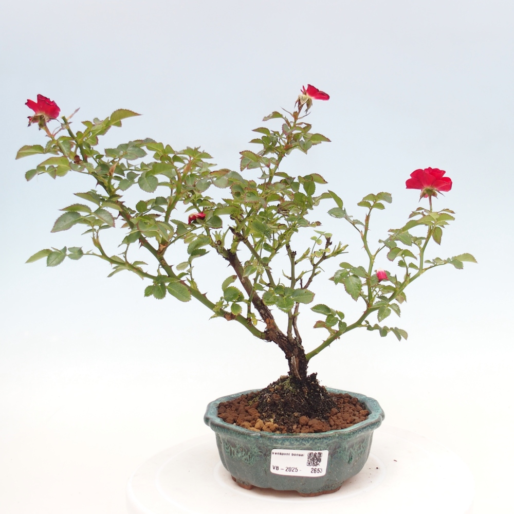 Bonsai da esterno - Rosa Kordes - rosa