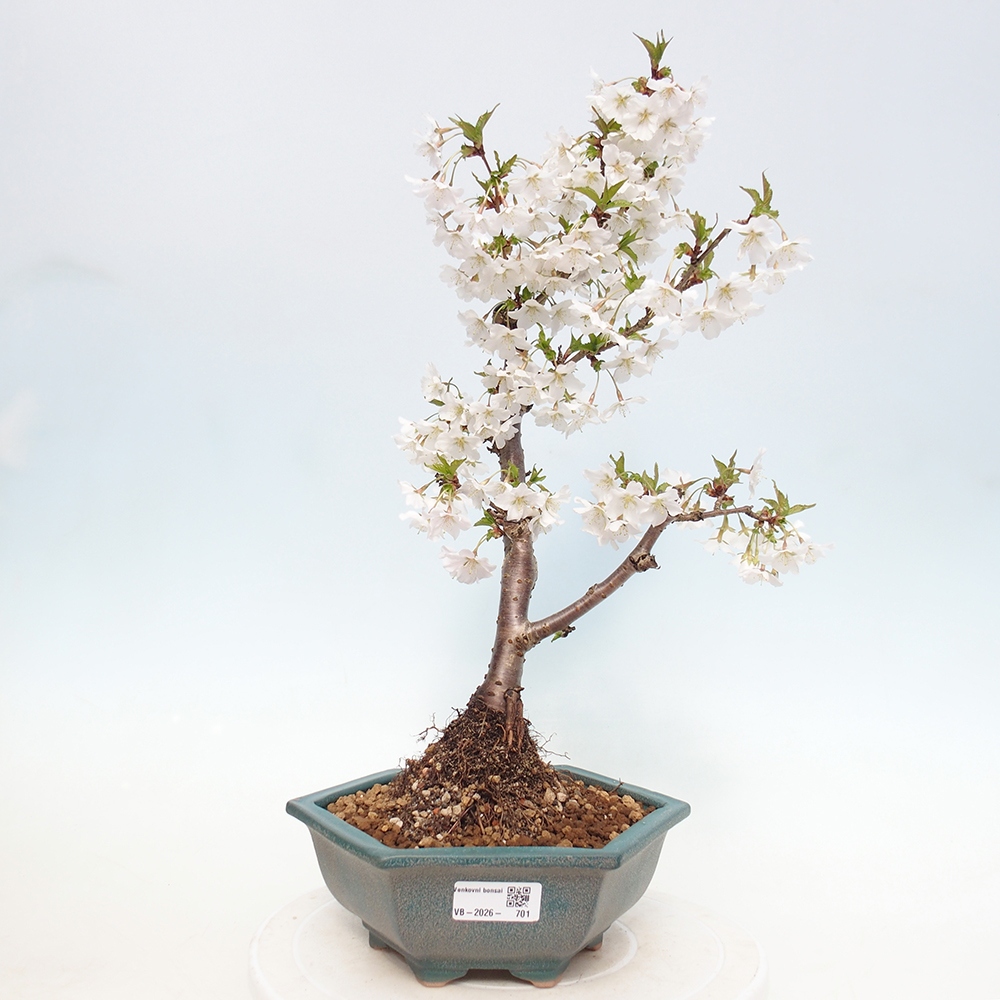 Bonsai da esterno - Prunus incisa Kojou-no mai-Plivon ritagliato