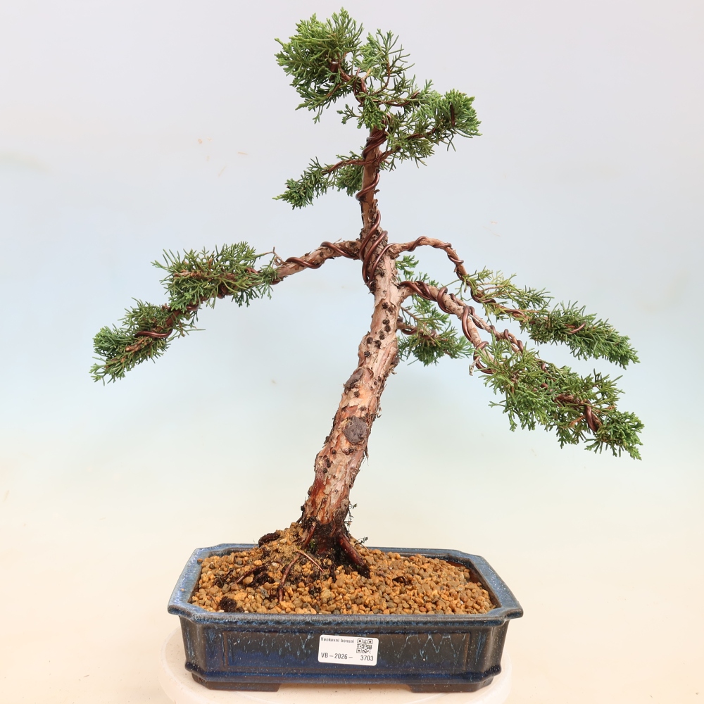 Bonsai da esterno - Juniperus chinensis Kishu