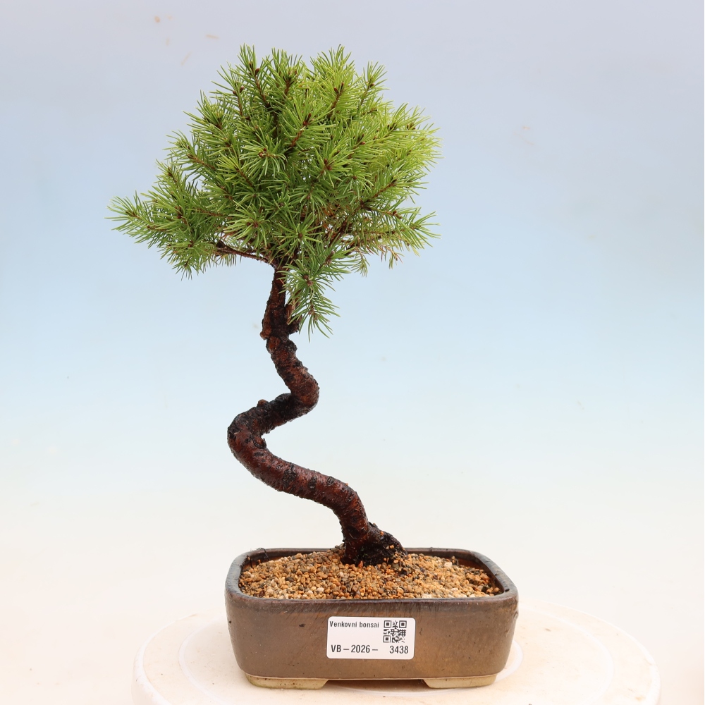 Bonsai da esterno - Abete grigio - Picea glauca globe