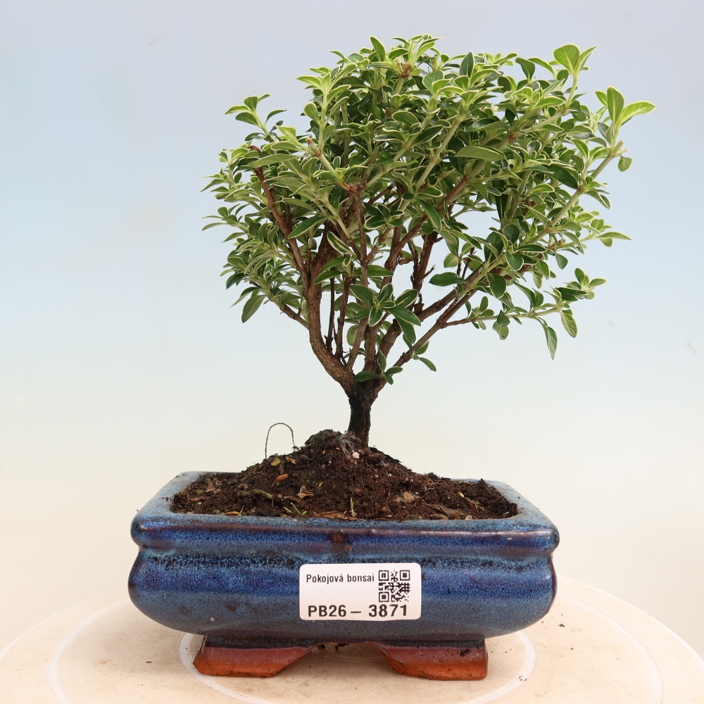 Camera bonsai - Serissa foetida Variegata - Albero delle mille stelle