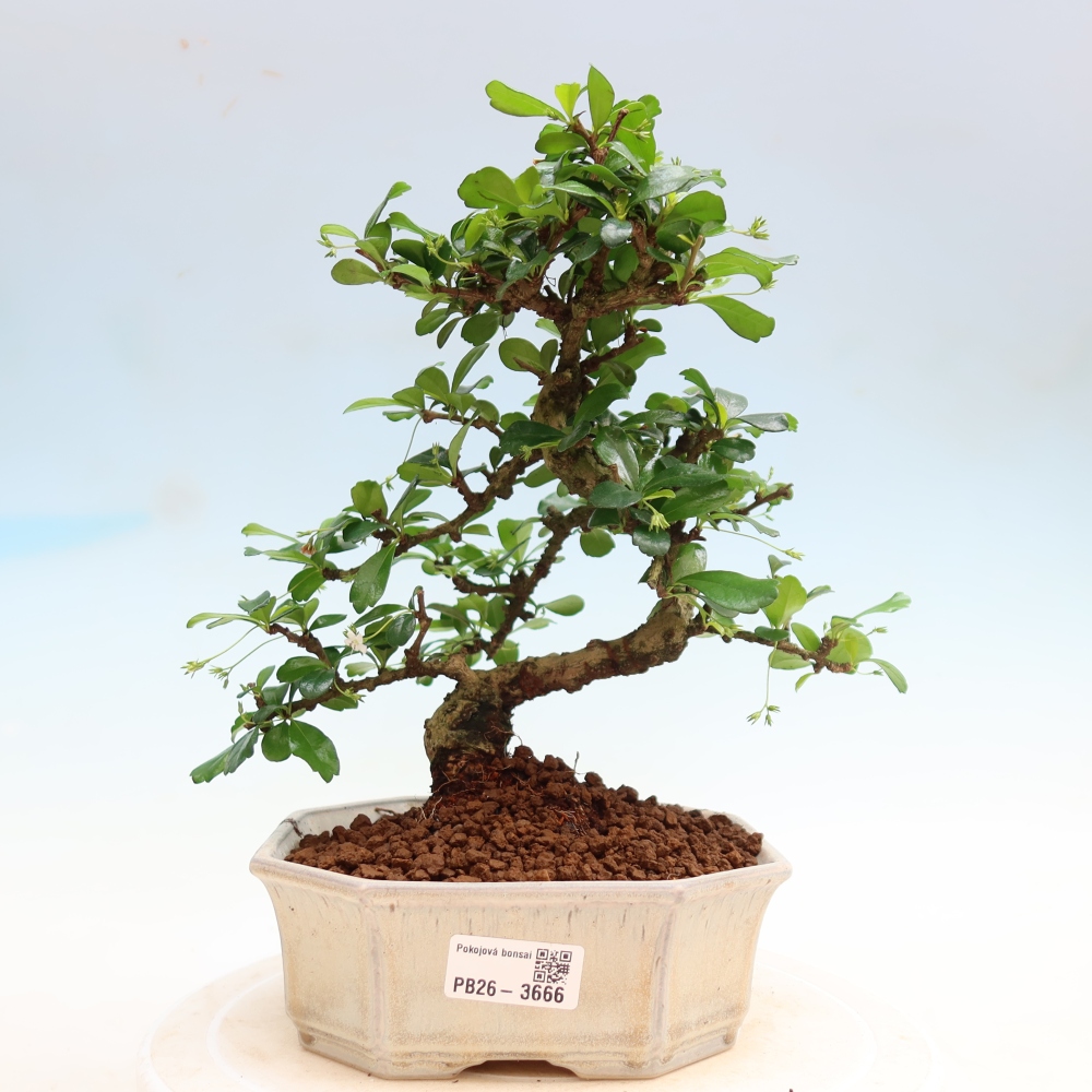 Camera bonsai - Carmona macrophylla - Tea fuki