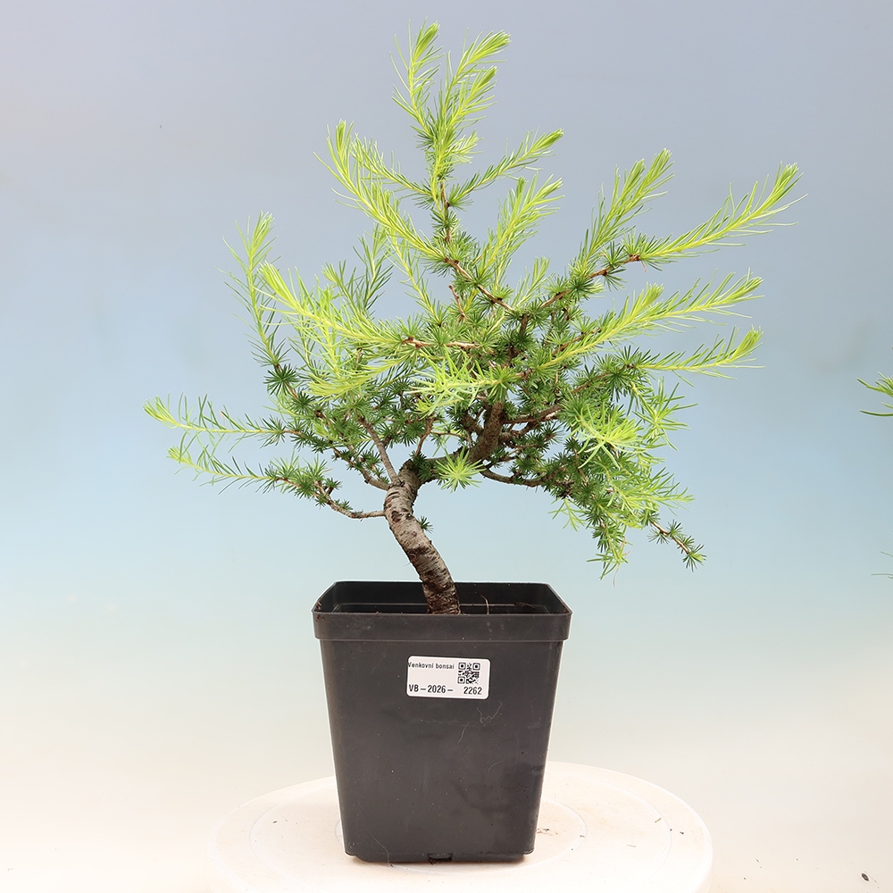 Bonsai da esterno -Larix decidua - Larice